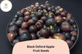 Black Oxford Apple Seeds | Heirloom Maine Variety