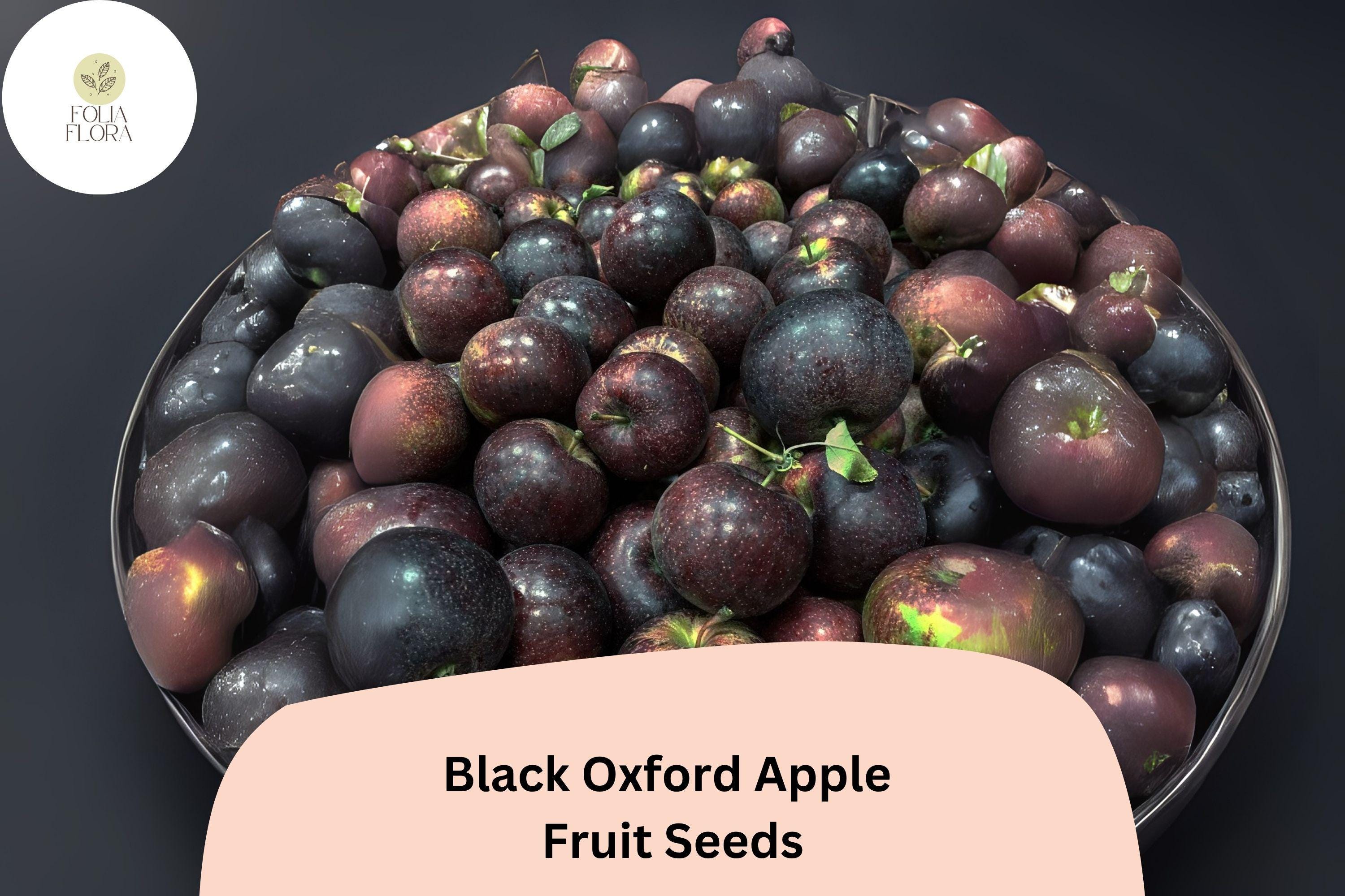 Black Oxford Apple Seeds | Heirloom Maine Variety