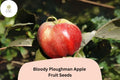 Bloody Ploughman Apple Seeds | 25+ Scottish Heirloom, Red Flesh
