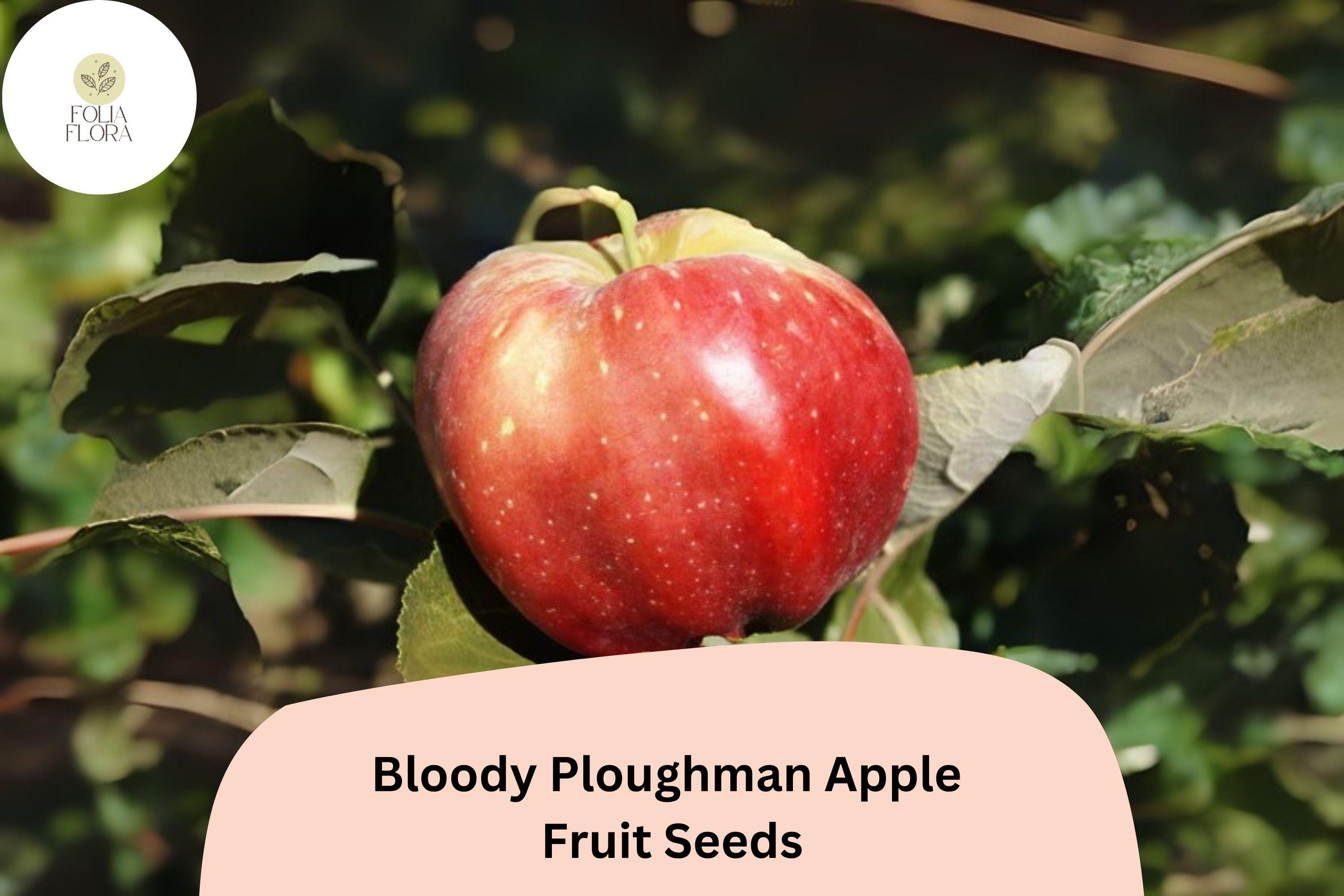 Bloody Ploughman Apple Seeds | 25+ Scottish Heirloom, Red Flesh