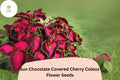 Chocolate Cherry Coleus Seeds | Burgundy & Pink Foliage