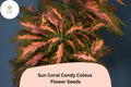Coral Candy Coleus Seeds | Pink & Green Foliage, Shade Plant