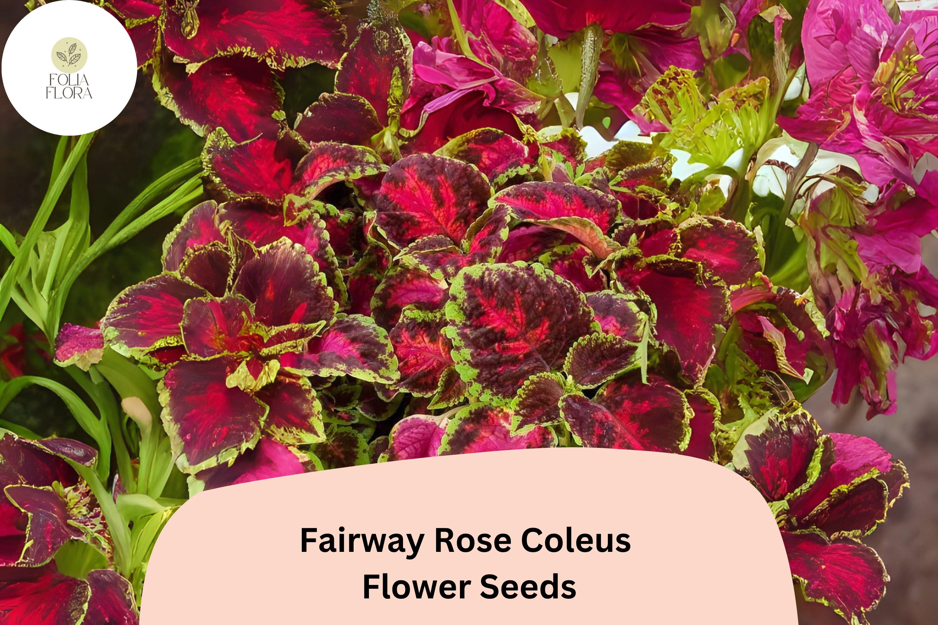 Fairway Rose Coleus Seeds | Compact Pink-Red Foliage Shade Plant