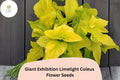 Giant Limelight Coleus Seeds | Bright Lime Green Foliage