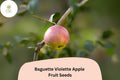 25+ Baguette Violette Apple Seeds – Rare French Heirloom, Purple-Hued Skin, Non-GMO, Grafting, Malus domestica