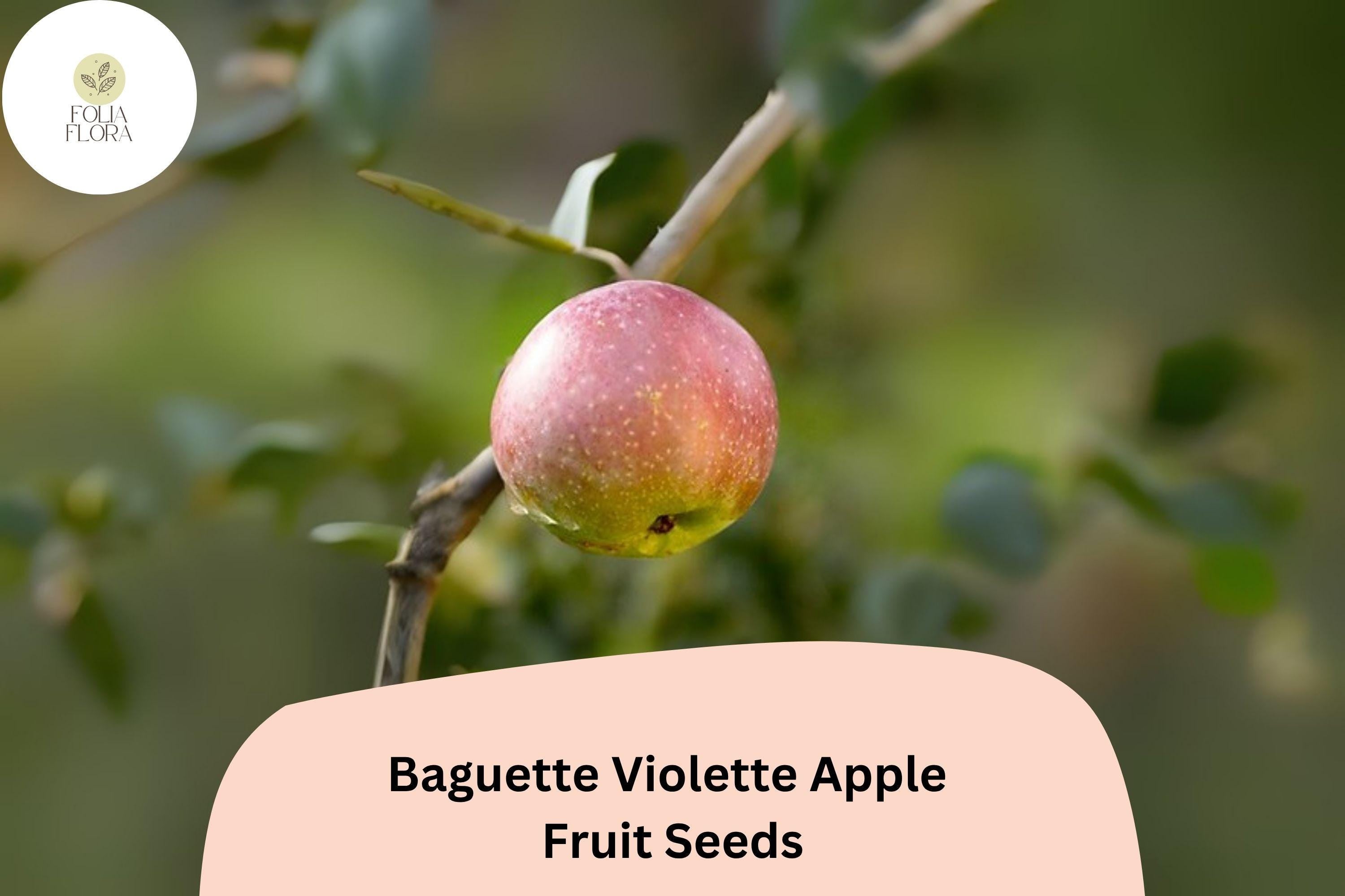 25+ Baguette Violette Apple Seeds – Rare French Heirloom, Purple-Hued Skin, Non-GMO, Grafting, Malus domestica