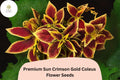 Crimson Gold Coleus Seeds | Red & Gold Foliage, Shade Plant
