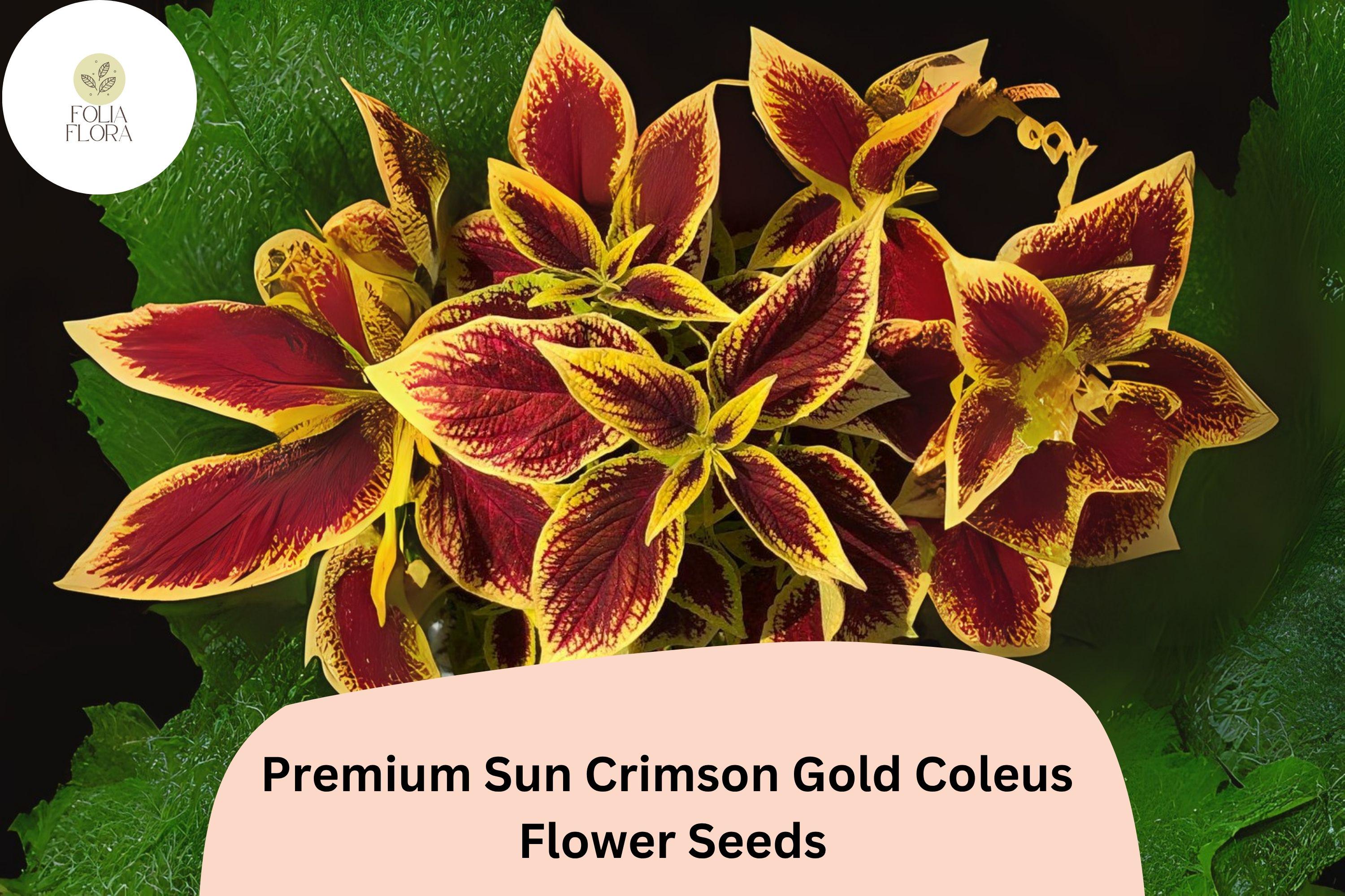 Crimson Gold Coleus Seeds | Red & Gold Foliage, Shade Plant