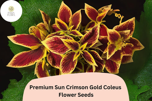 Crimson Gold Coleus Seeds | Red & Gold Foliage, Shade Plant