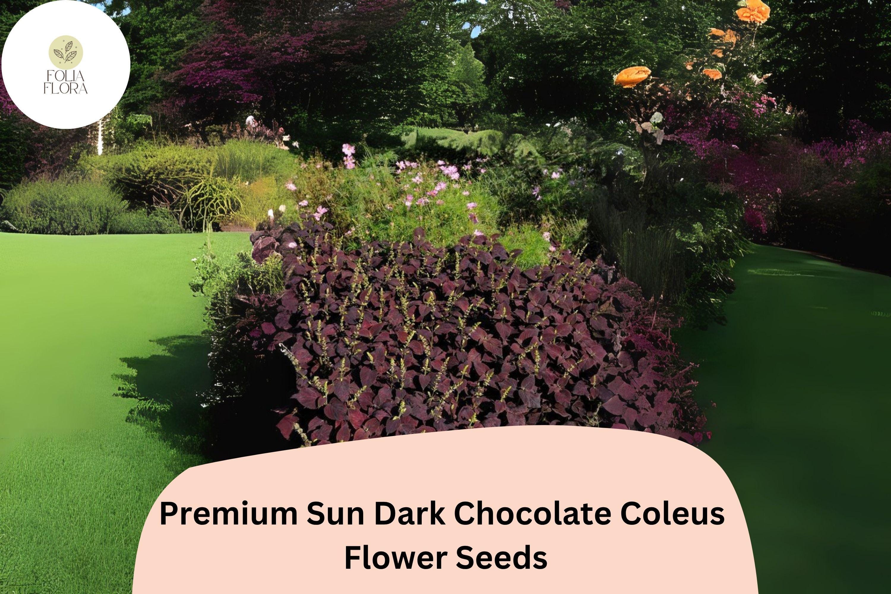 Dark Chocolate Coleus Seeds | Deep Brown Foliage, Sun or Shade