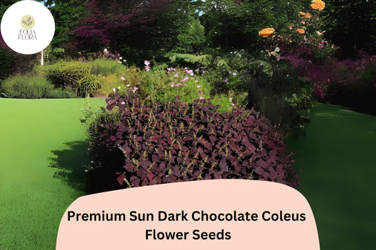 Dark Chocolate Coleus Seeds | Deep Brown Foliage, Sun or Shade