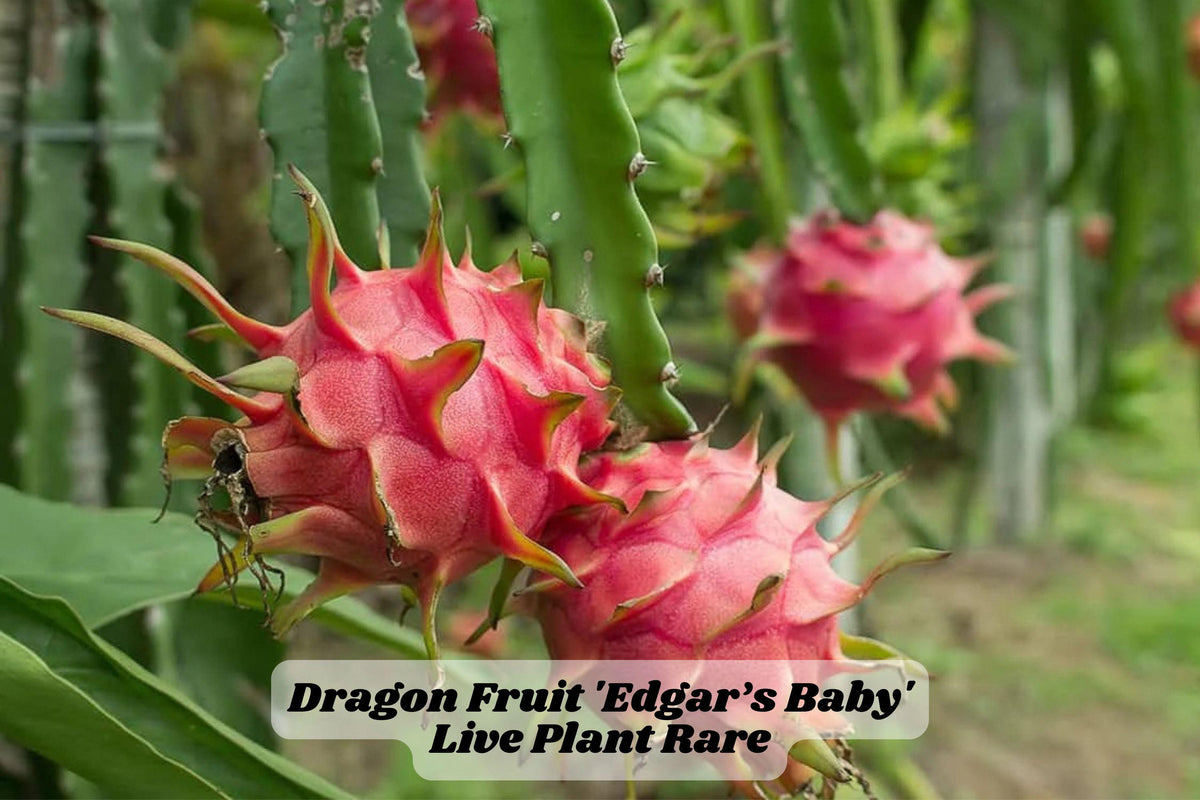 Edgar's Baby Dragon Fruit Cactus Plant 4-5 Inches Hylocereus Hybrid for Trellis or Container, Rooted Live Starter Plant