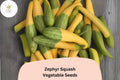 Zephyr Squash Seeds | Yellow Green Heirloom Summer Vegetable