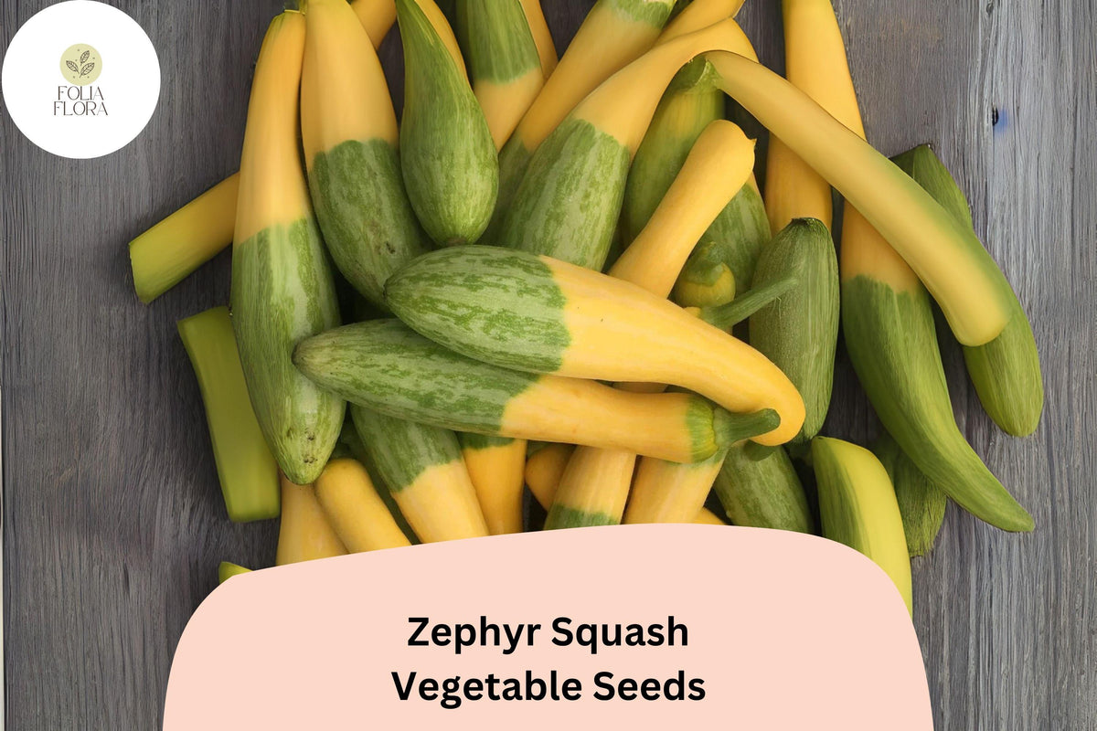 Zephyr Squash Seeds | Yellow Green Heirloom Summer Vegetable
