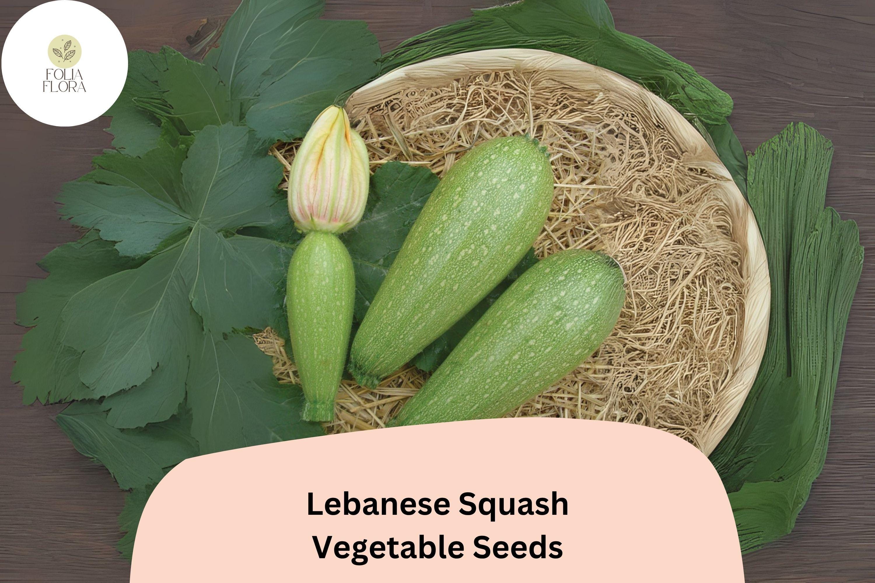 Lebanese Cousa Squash Seeds | Heirloom Summer Vegetable