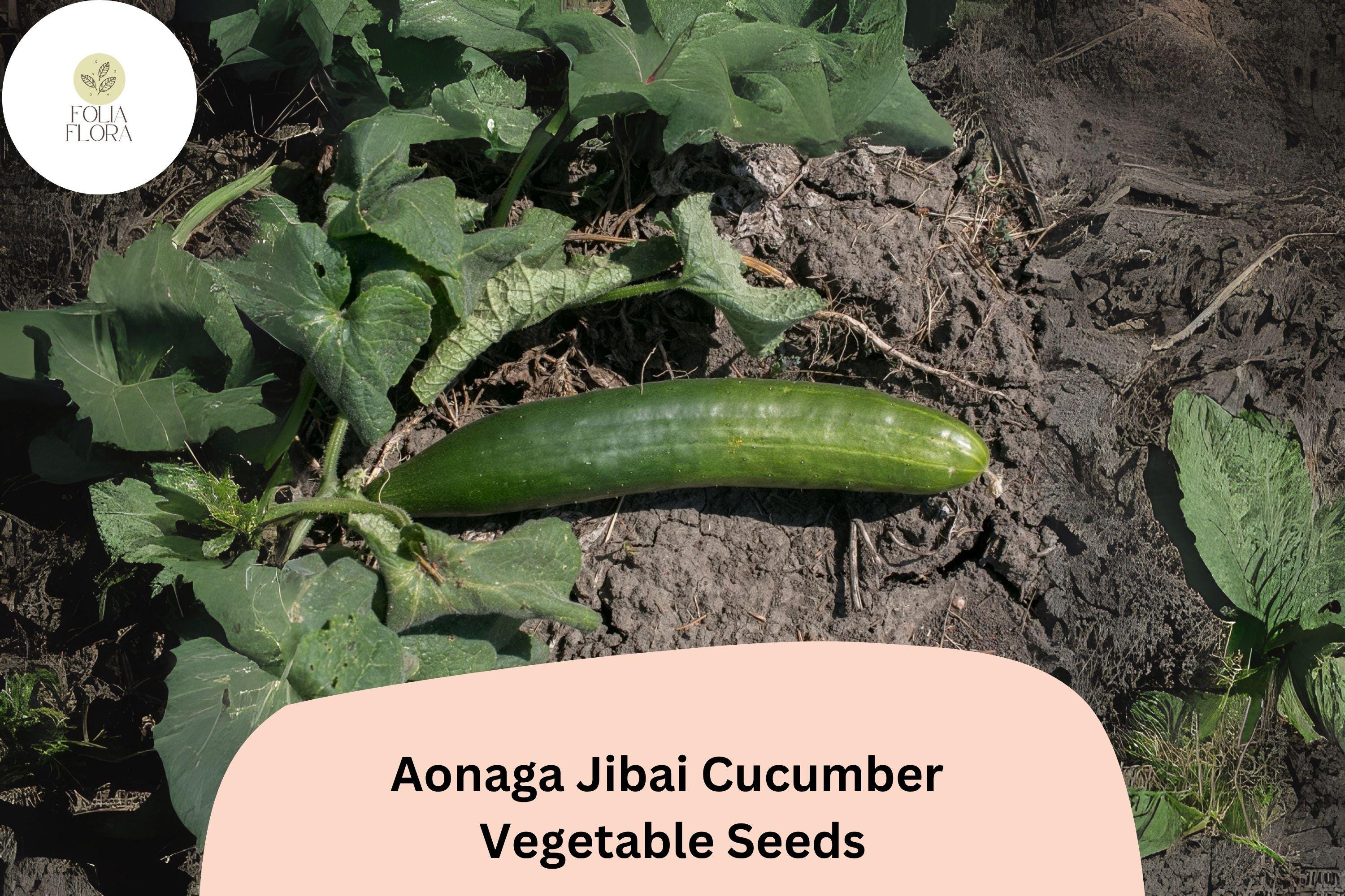 25+ Aonaga Jibai Cucumber Seeds | Japanese Heirloom | Crisp Long Green Cucumbers | Garden Planting Seeds