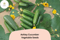 25+ Ashley Cucumber Seeds | Heirloom Slicing Variety | Disease Resistant | Non-GMO Easy Garden Planting