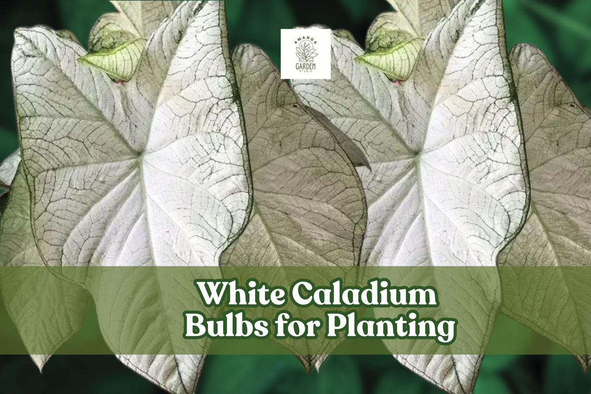 White Caladium Bulb - Fast-Growing Foliage Plant, Caladium bicolor, White with Green Edges, Ideal for Indoor/Outdoor Shade