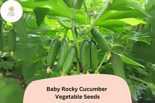Baby Rocky Cucumber Seeds | Mini Crisp Garden Veggie