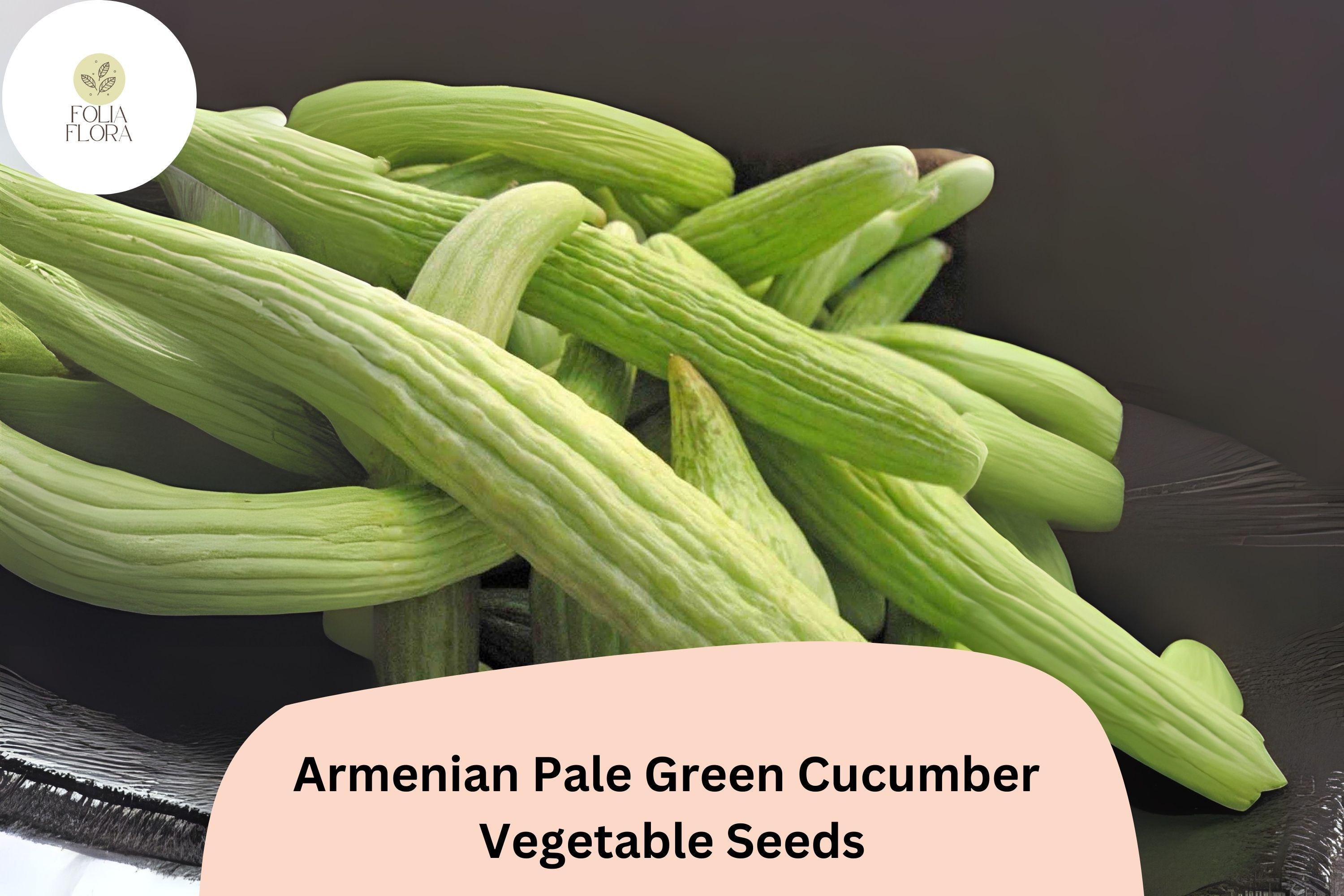 Armenian Cucumber Seeds | Pale Green Snake Melon, Heirloom Vegetable (25+ Seeds)