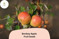 25+ Bardsey Apple Seeds for Planting | Rare Welsh Heirloom Apple Tree | Sweet Lemon-Scented Fruit