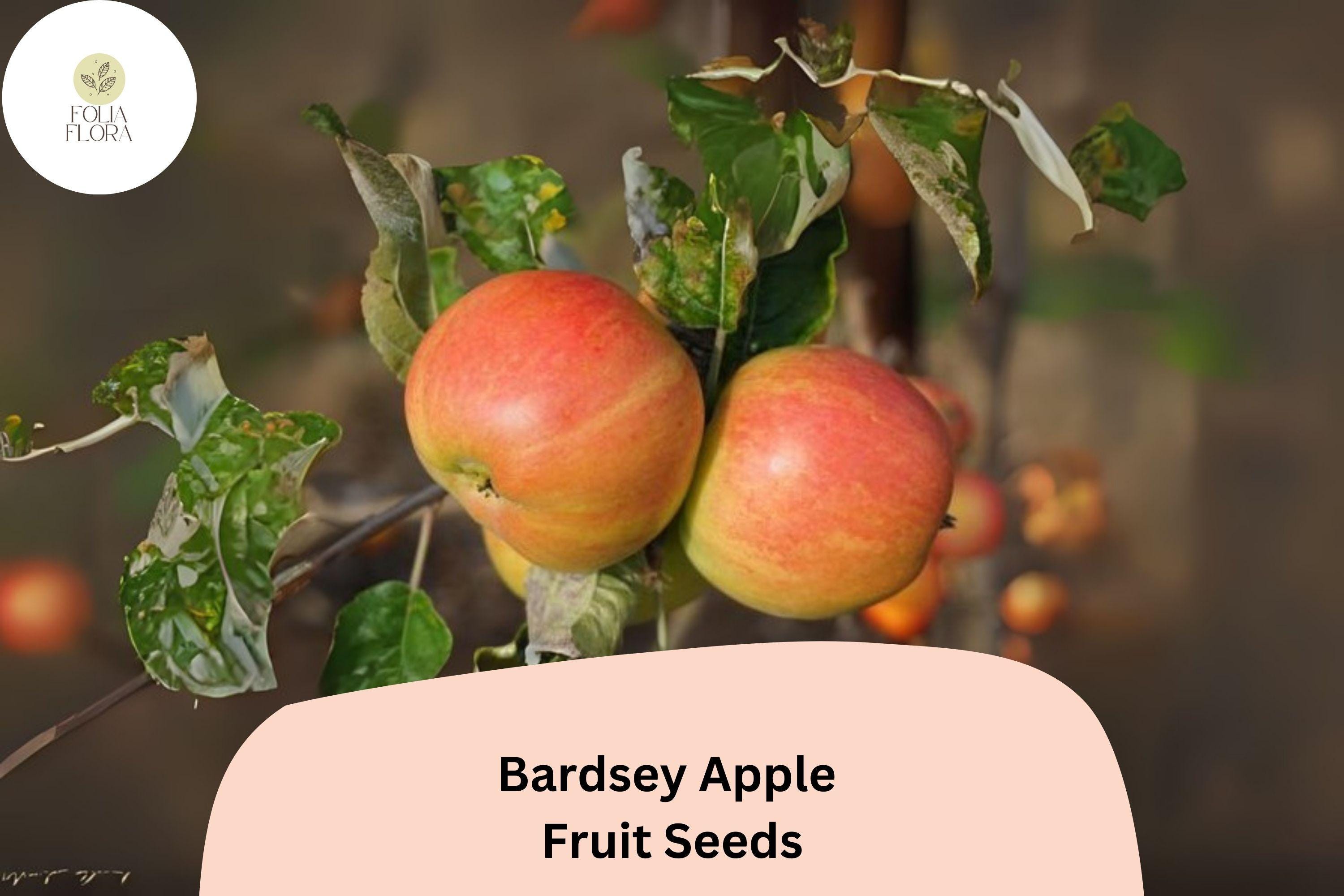 25+ Bardsey Apple Seeds for Planting | Rare Welsh Heirloom Apple Tree | Sweet Lemon-Scented Fruit