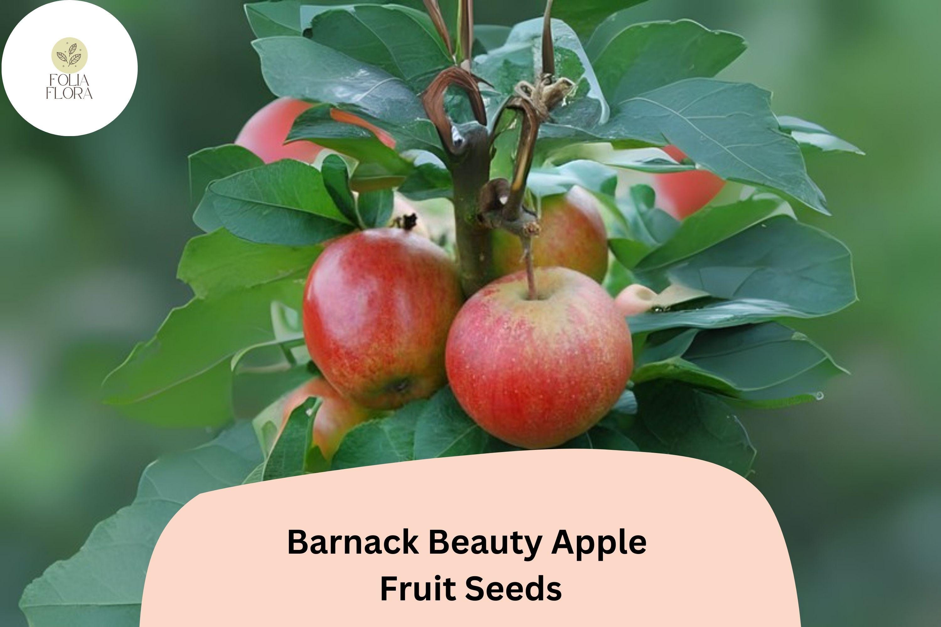 Barnack Beauty Apple Seeds | Rare English Heirloom, Sweet Crisp Fruit