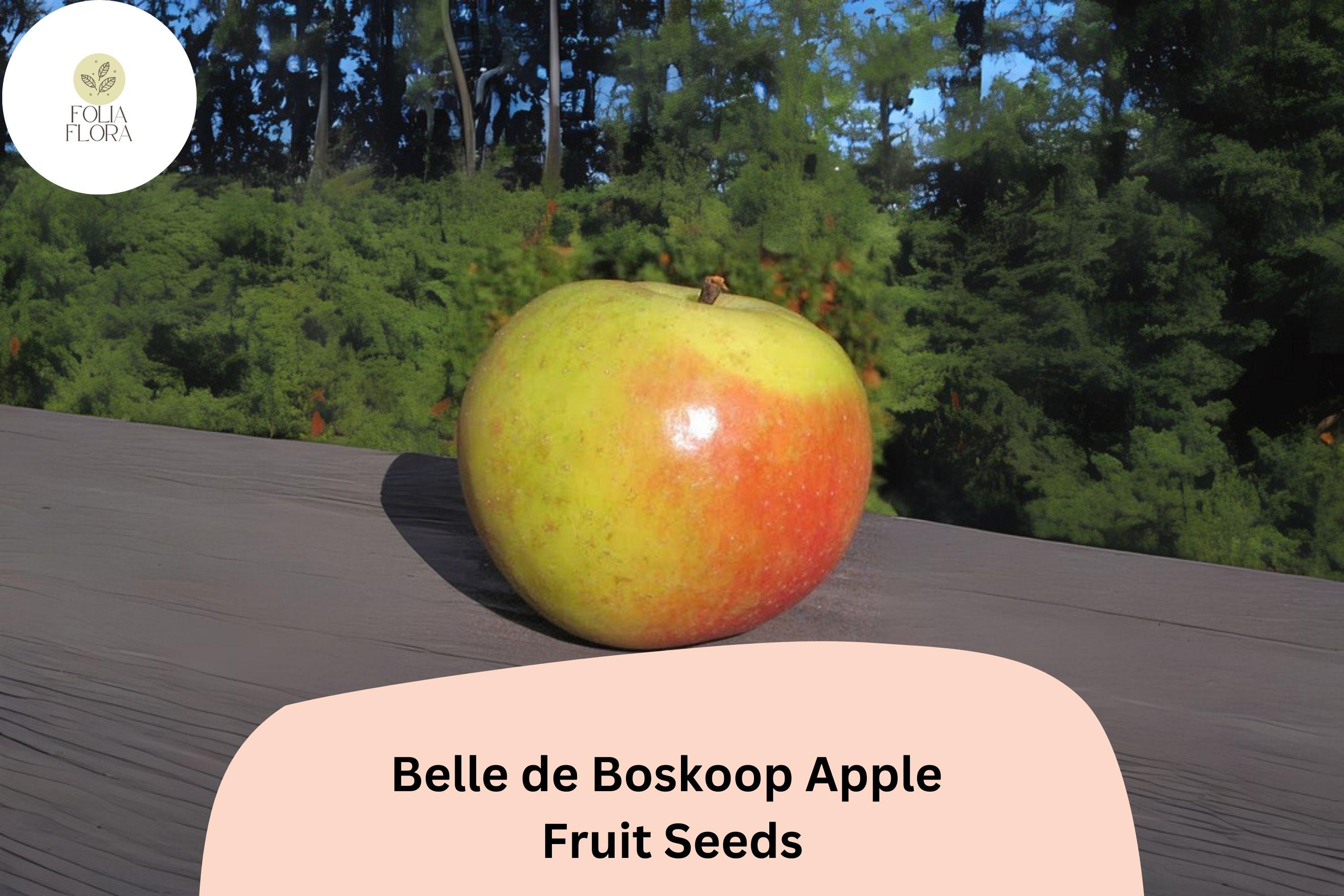 Belle de Boskoop Apple Seeds | Heirloom Dutch Variety