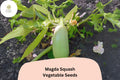 Magda Squash Seeds | Pale Green Cousa-Type Heirloom