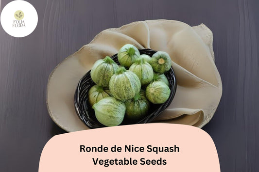 Ronde de Nice Squash Seeds | Heirloom Round Zucchini for Planting