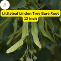 Littleleaf Linden Tree â€“ 12 Inch Bare Root Shade, Zones 3-7