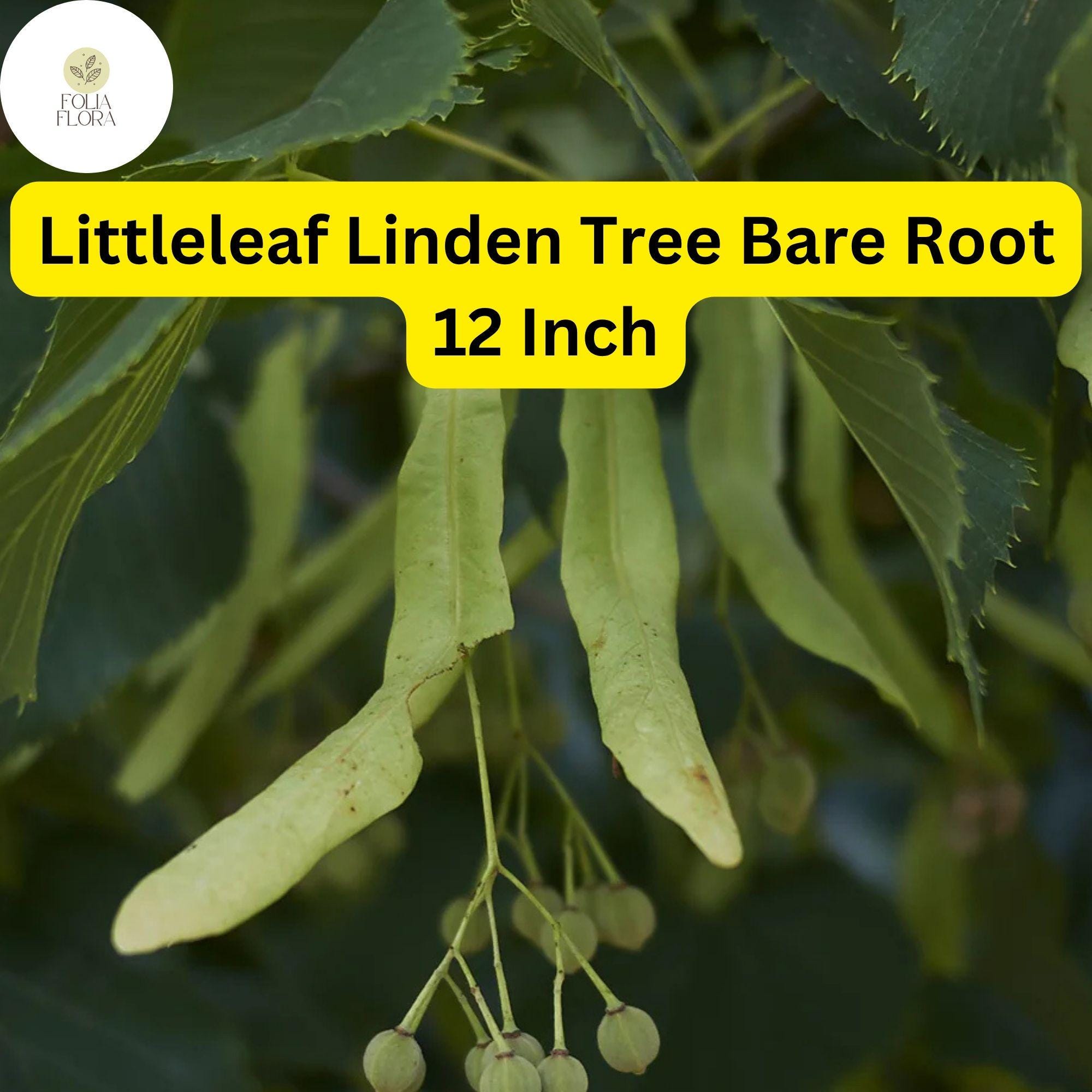 Littleleaf Linden Tree â€“ 12 Inch Bare Root Shade, Zones 3-7