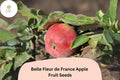 Belle Fleur de France Apple Seeds | Heirloom Sweet Tart Fruit