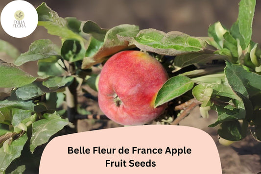 Belle Fleur de France Apple Seeds | Heirloom Sweet Tart Fruit