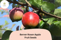 Berner Rosen Apple Seeds | Swiss Heirloom, Sweet Aromatic Fruit