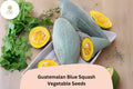 Guatemalan Blue Squash Seeds | Rare Heirloom Winter Variety