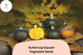 25+ Buttercup Squash Seeds for Planting | Heirloom Winter Squash | Sweet, Dense Orange Flesh
