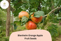 Blenheim Orange Apple Seeds (25+) | Heirloom English Variety