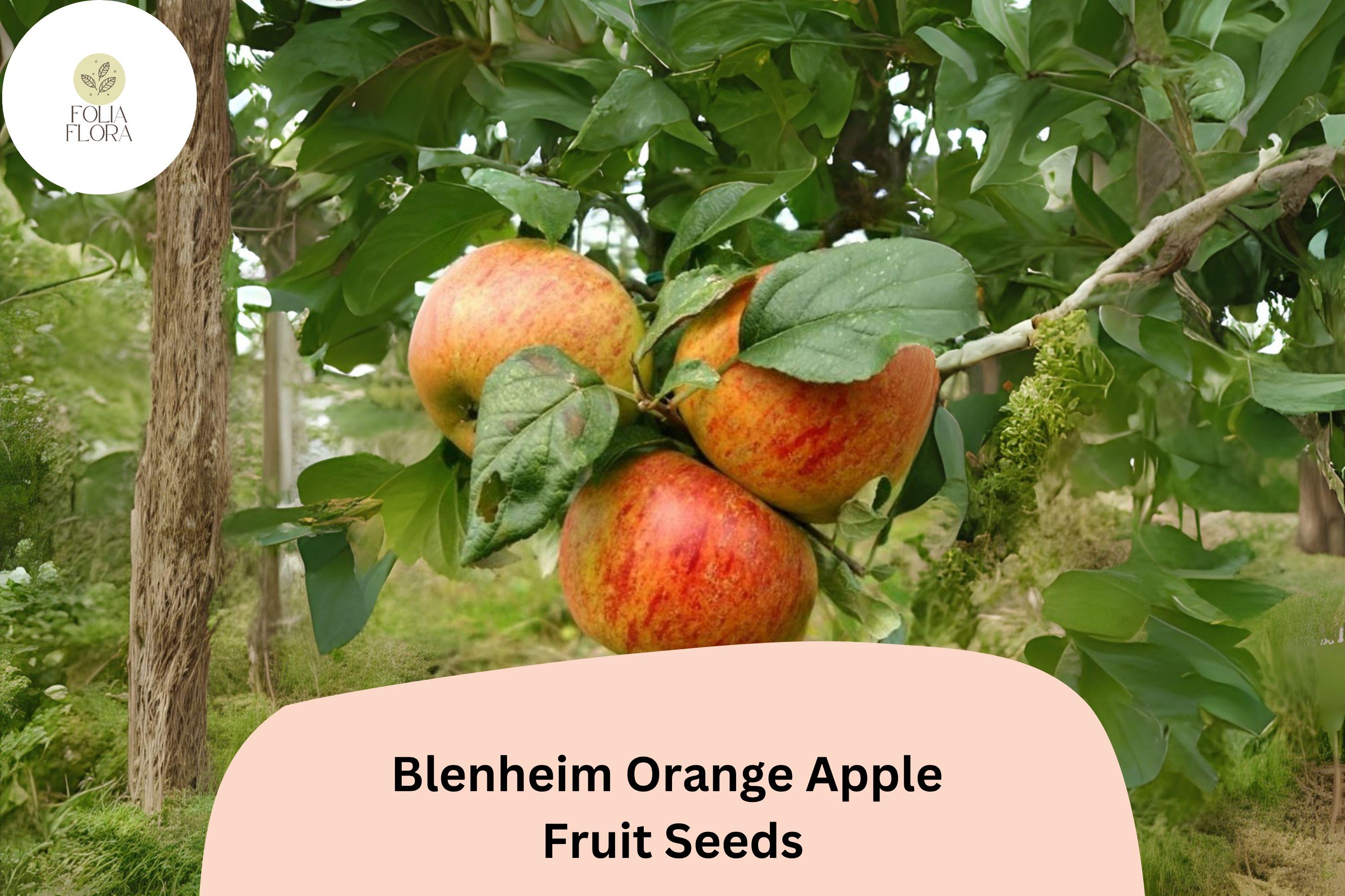 Blenheim Orange Apple Seeds (25+) | Heirloom English Variety