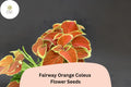 Fairway Orange Coleus Seeds | Shade Plant, Colorful Foliage
