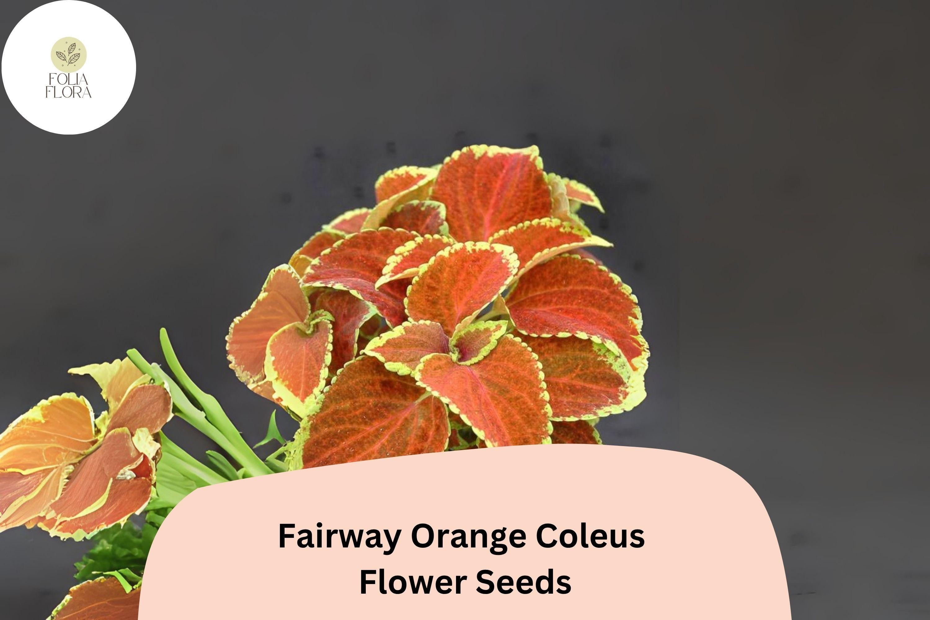 Fairway Orange Coleus Seeds | Shade Plant, Colorful Foliage