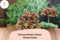 Fairway Mosaic Coleus Seeds | Colorful Shade Plant for Garden Beds