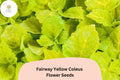 Fairway Yellow Coleus Seeds | Compact Shade Plant, Bright Foliage