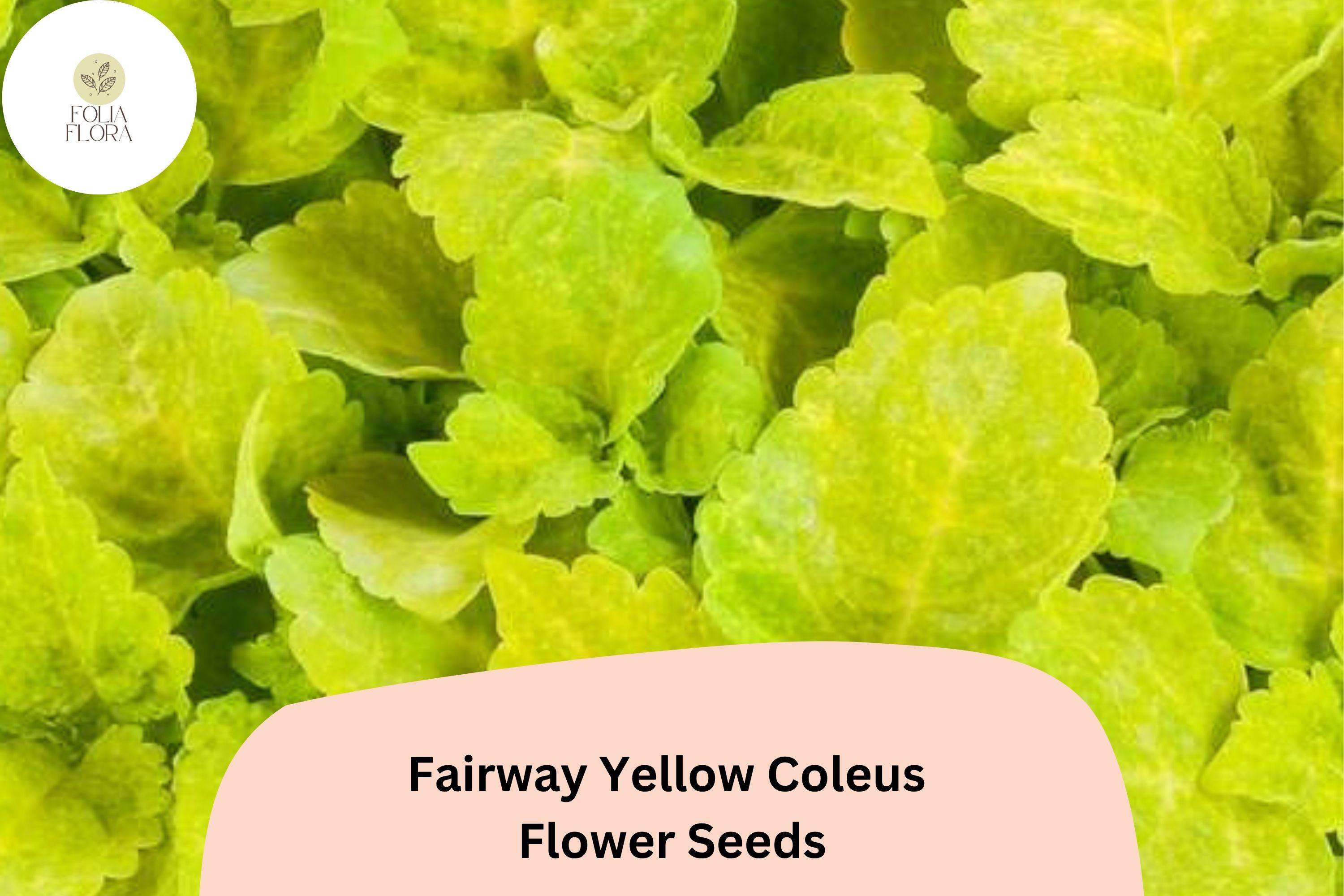 Fairway Yellow Coleus Seeds | Compact Shade Plant, Bright Foliage