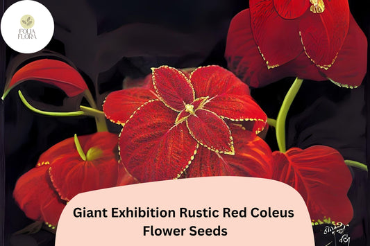 Giant Rustic Red Coleus Seeds | Shade Garden, Bedding Annual