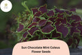 Chocolate Mint Coleus Seeds | Green & Brown Foliage Plant