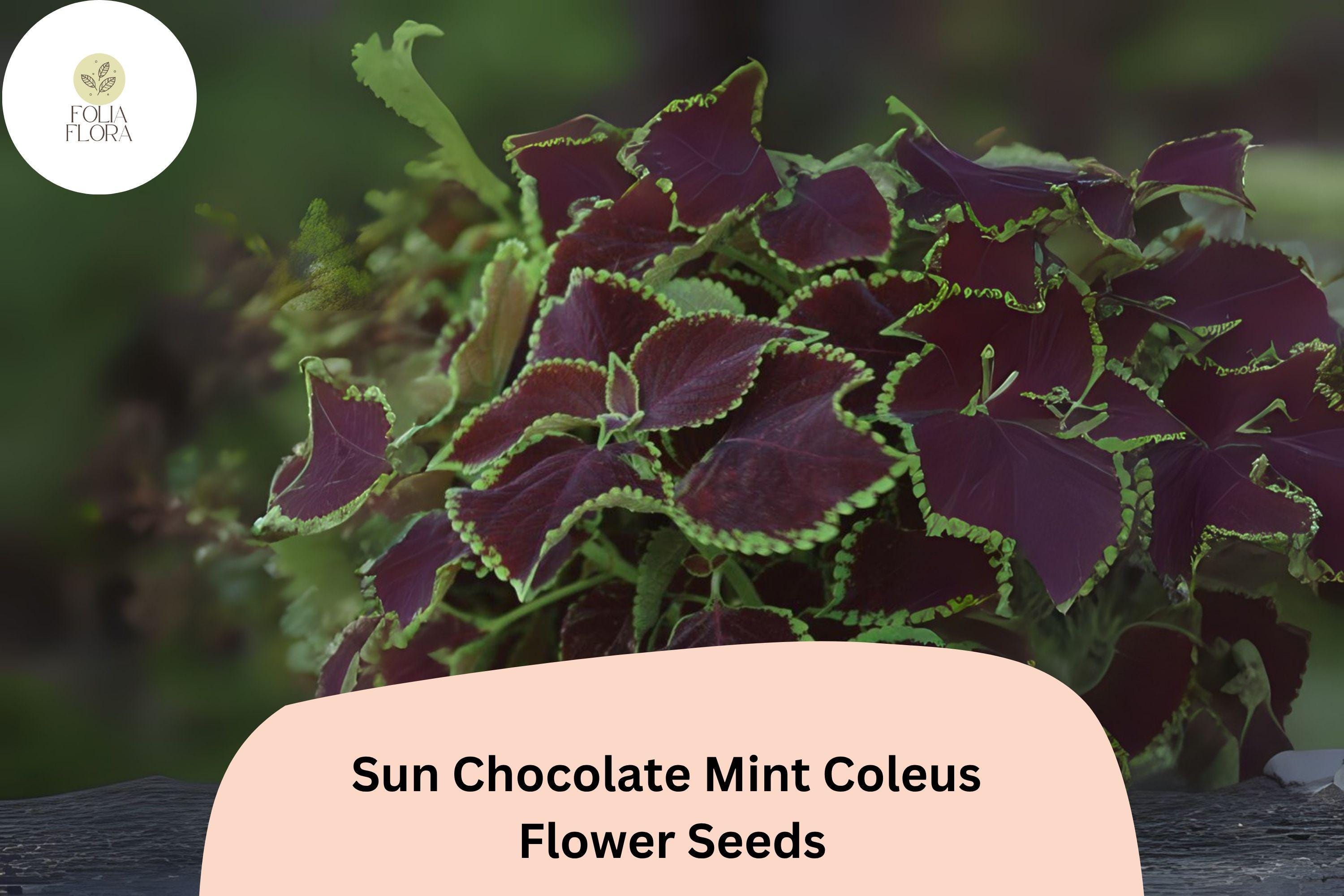 Chocolate Mint Coleus Seeds | Green & Brown Foliage Plant