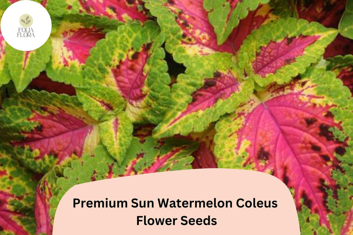 Watermelon Coleus Seeds | Pink & Green Foliage, Garden Bedding