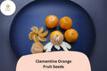 Clementine Orange Seeds | Sweet, Seedless Citrus Tree