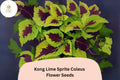 Kong Lime Sprite Coleus Seeds | Lime Green & Red Foliage